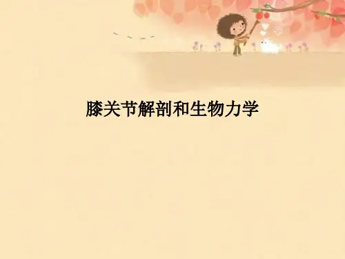 膝关节解剖和生物力学 (2)优秀课件