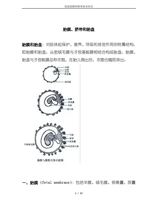 胎盘胎膜和脐带基本知识