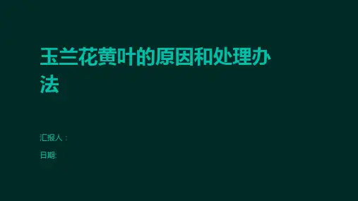 玉兰花黄叶的原因和处理办法