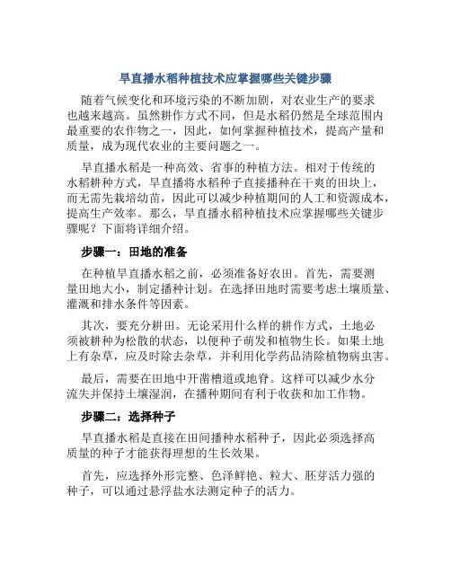 旱直播水稻种植技术应掌握哪些关键步骤