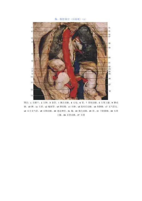 腹部解剖