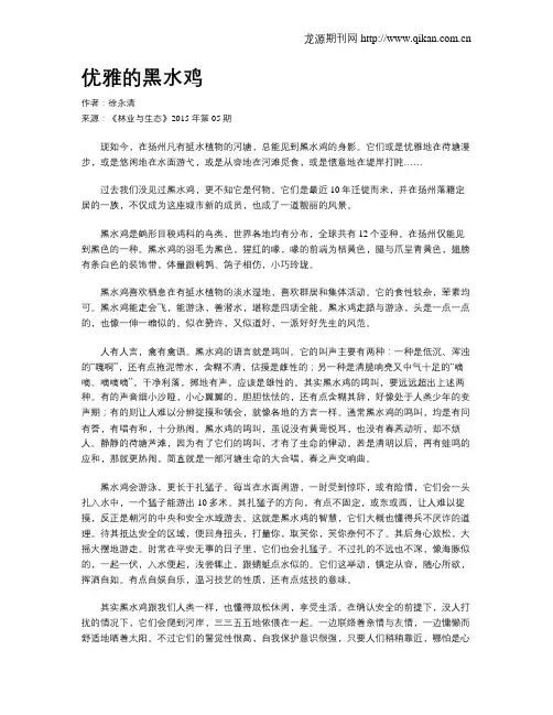 优雅的黑水鸡