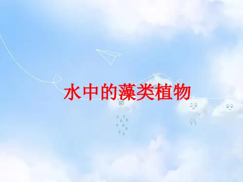 苏科版初一生物下册5.10第2节水中的藻类植物PPT课件(1)