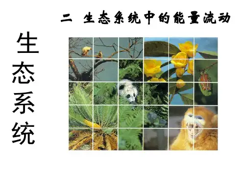 高中生物人教版必修三：能量流动