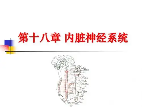 人体解剖学：神经系统 内脏神经系统