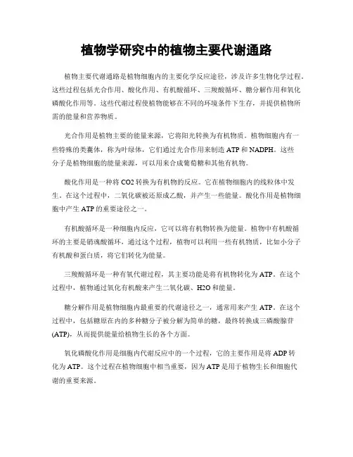 植物学研究中的植物主要代谢通路