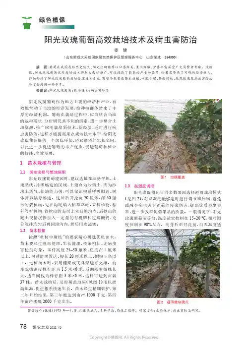 阳光玫瑰葡萄高效栽培技术及病虫害防治