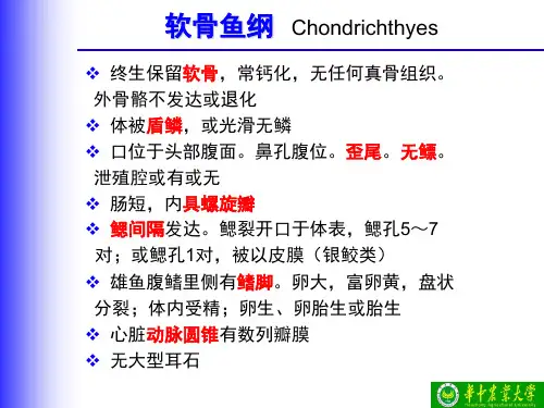 鱼类学 软骨鱼纲)