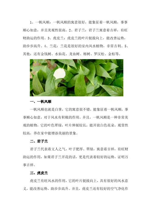 办公室最旺风水植物