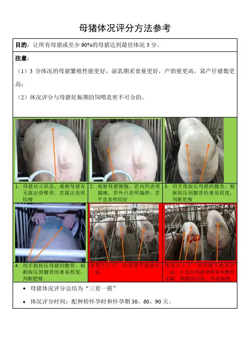 种猪场母猪体况评分方法参考
