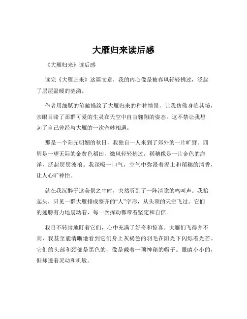 大雁归来读后感