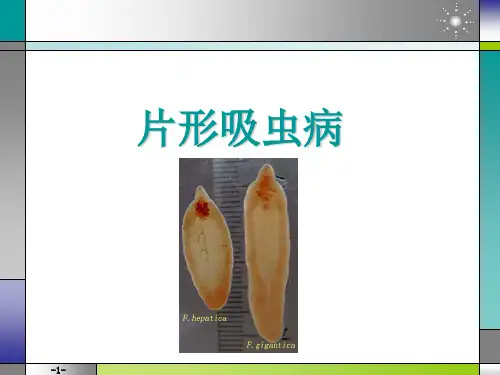 吸虫病(片形吸虫)ok