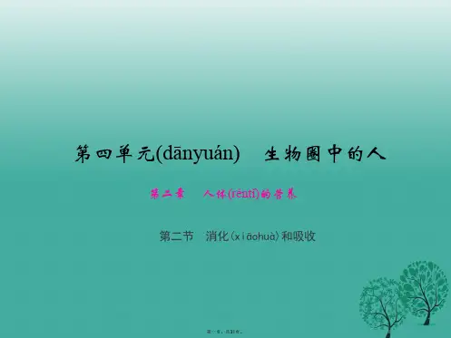 原七年级生物下册第四单元第二章第二节消化和吸收课件(新版)新人教版