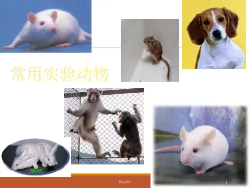 常用实验动物介绍 ppt课件