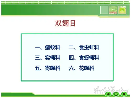 双翅目PPT