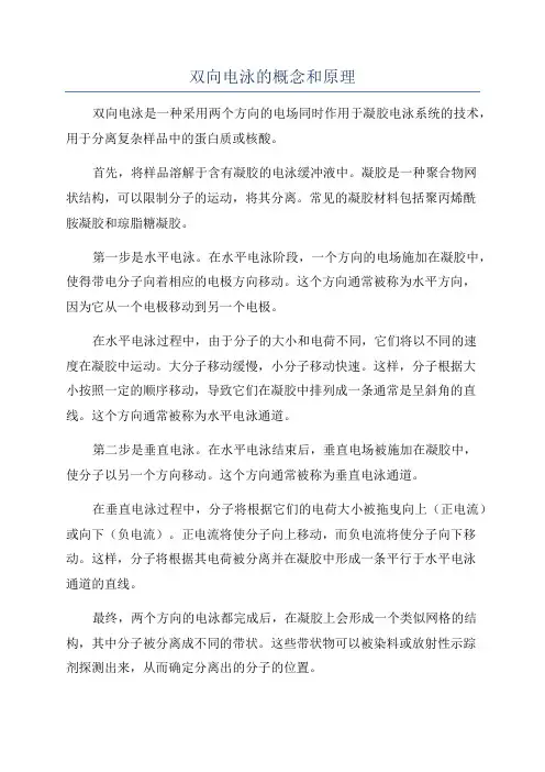 双向电泳的概念和原理