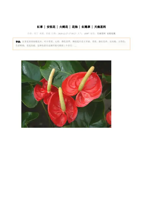红掌