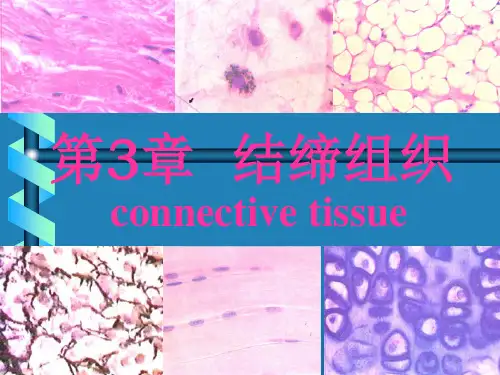 第三章--结缔组织