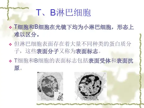 动物免疫学-免疫细胞