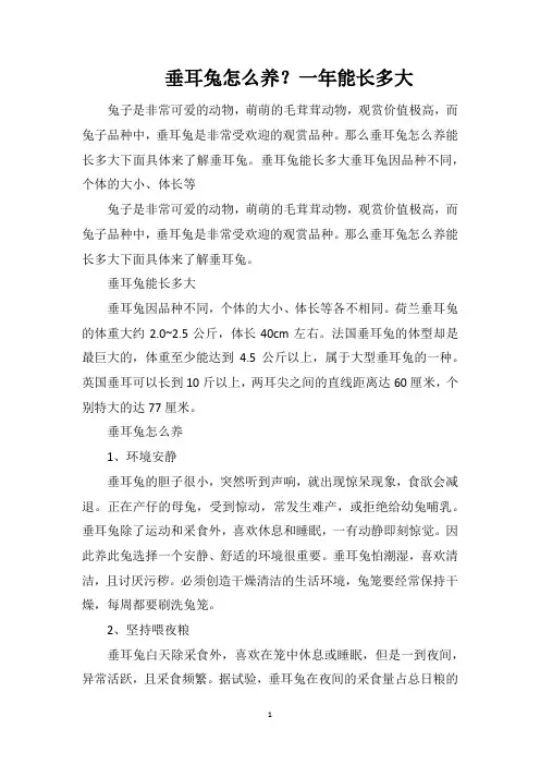 垂耳兔怎么养？一年能长多大