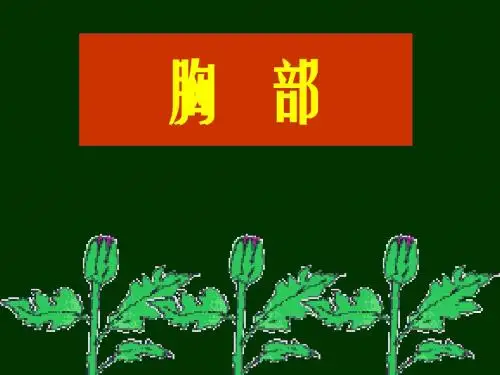 胸部解剖+图谱
