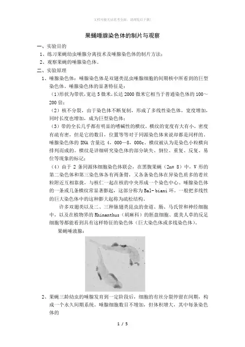 果蝇唾腺染色体的制片与观察