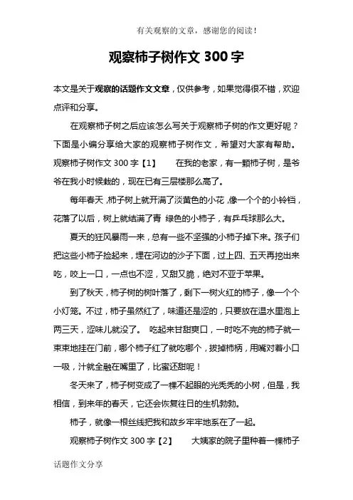 观察柿子树作文300字