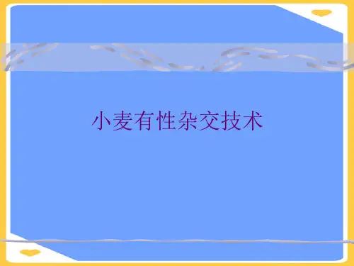 小麦有性杂交技术(优秀)PPT资料