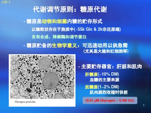 糖原代谢及其调控精品PPT课件