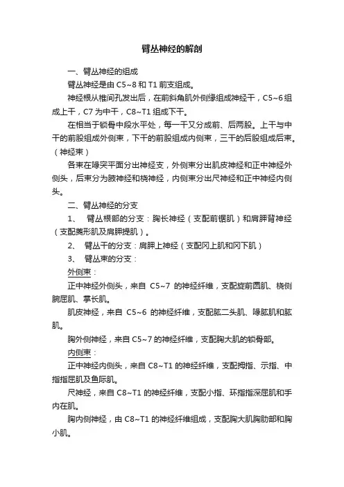 臂丛神经的解剖