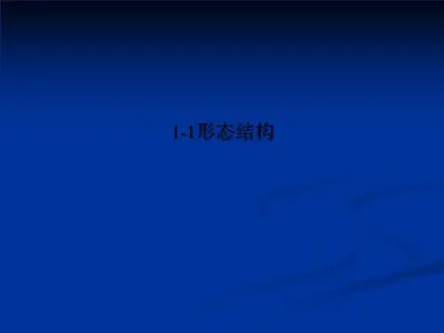 1-1形态结构