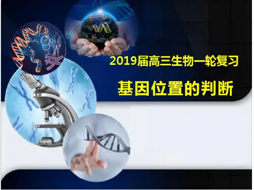 基因位置的判断PPT课件