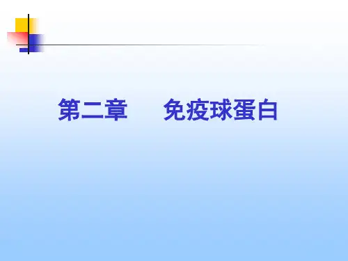 抗体