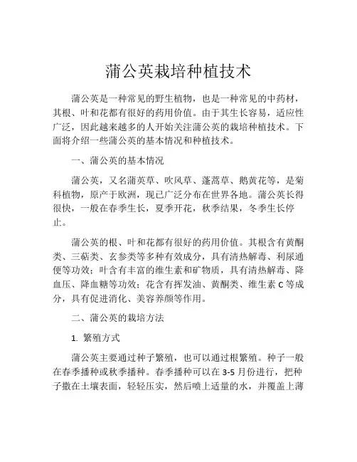 蒲公英栽培种植技术