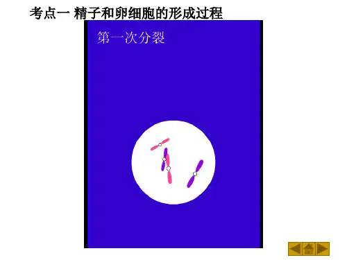 减数分裂一轮复习课件