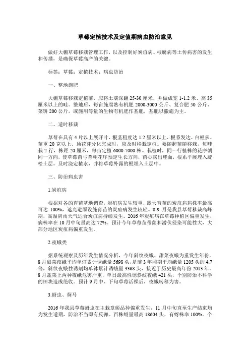 草莓定植技术及定值期病虫防治意见