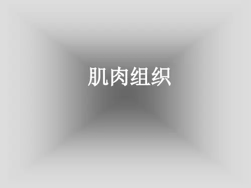 人体显微形态学切片课件：肌肉组织