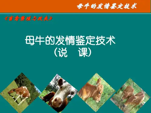 母牛的发情鉴定技术课件