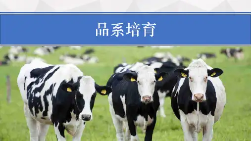 动物品种培育与利用—品系培育(动物遗传育种课件)