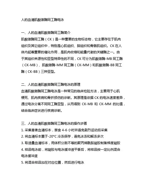 人的血清 肌酸激酶同工酶电泳