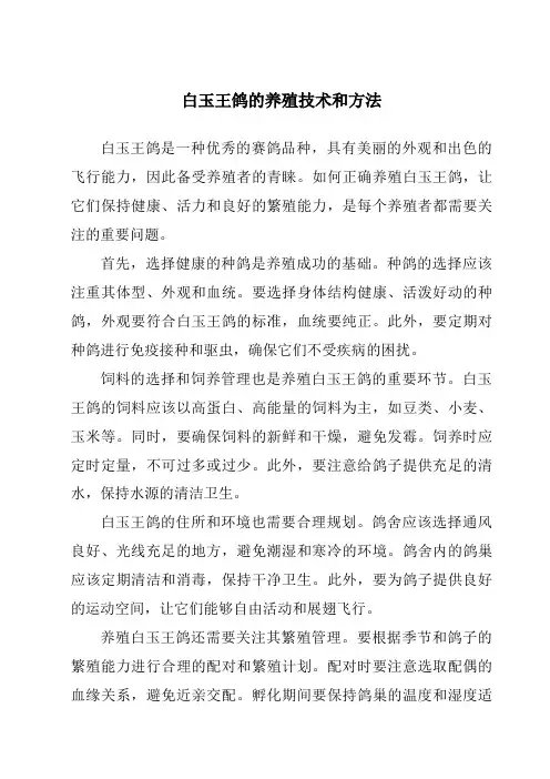 白玉王鸽的养殖技术和方法