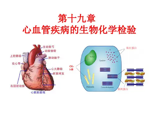 第十九章 心血管疾病的生物化学检验