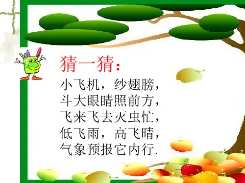 蜻蜓飞飞课件.ppt