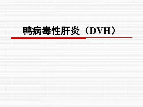 鸭病毒性肝炎(DVH)