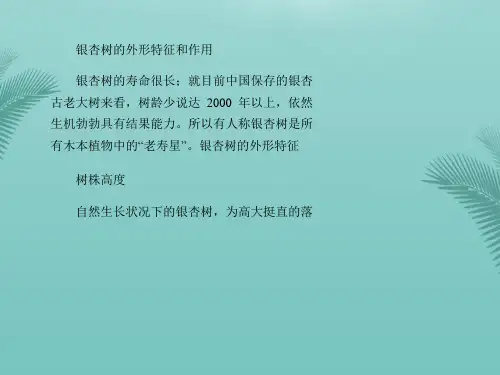 银杏树的外形特征和作用.优秀精选PPT