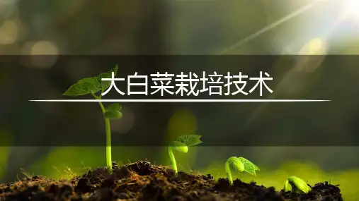 大白菜栽培技术课件(共19张PPT)《蔬菜生产技术》同步教学(湖南科技出版社)