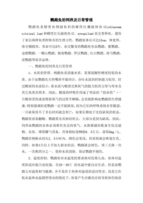 鹦鹉鱼的饲养及日常管理