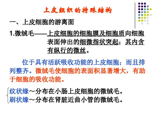 上皮组织的特殊结构