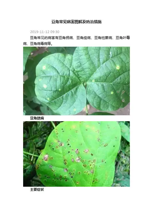 豆角常见病害图解及防治措施