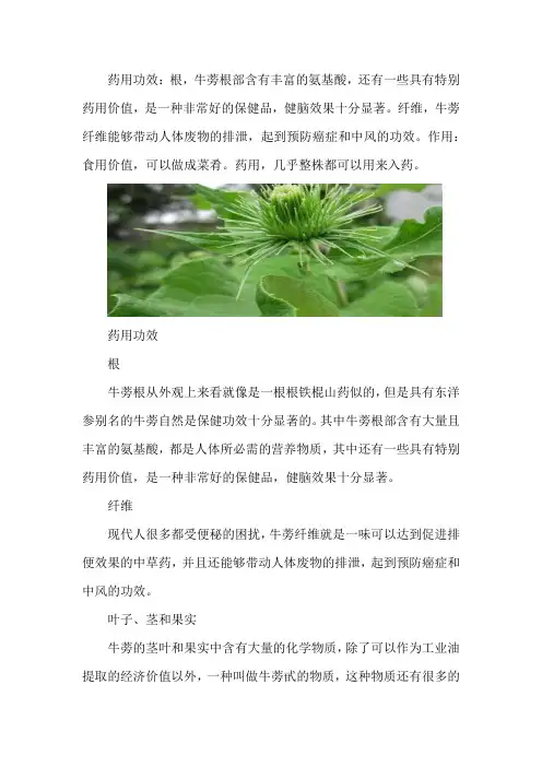 牛蒡的功效与作用